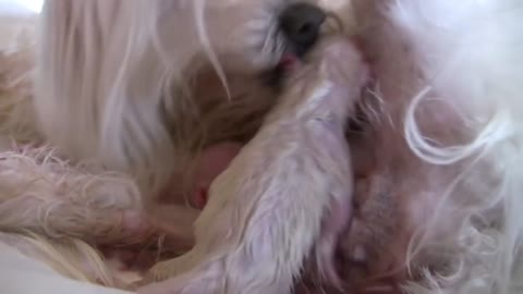 Maltese Puppies - 2 Hours Old