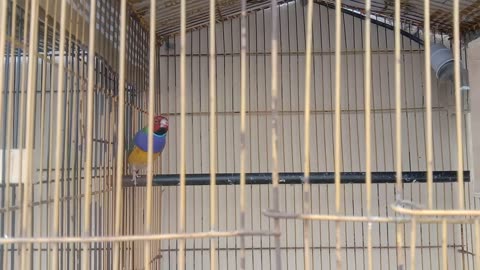 Colorful Birds Part 1