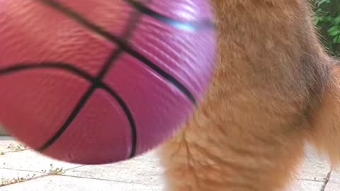 Soccer cat