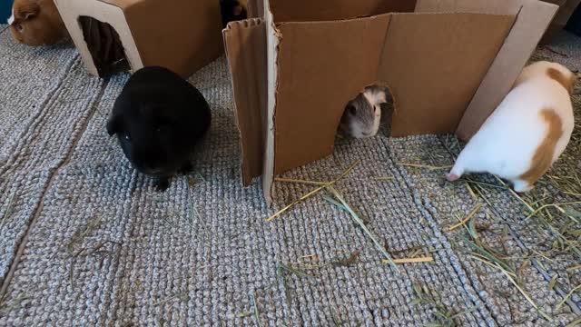 Butternut the guinea pig compilation