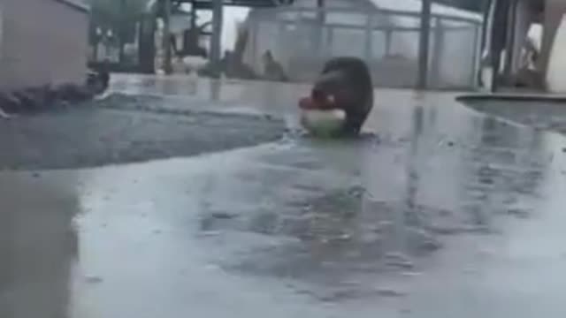 Beavers Need Food Too😜