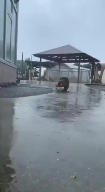 Beavers Need Food Too😜