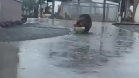 Beavers Need Food Too😜