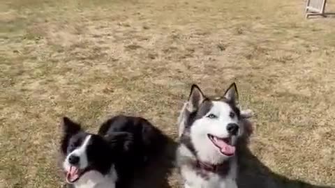 Dogs in fun