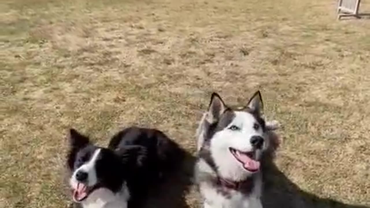 Dogs in fun