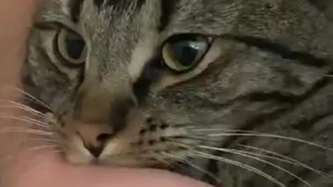 This is why cat Bite their owners