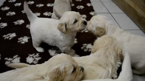 GOLDEN RETRIEVER DU HAUT FLECHERAY(31)