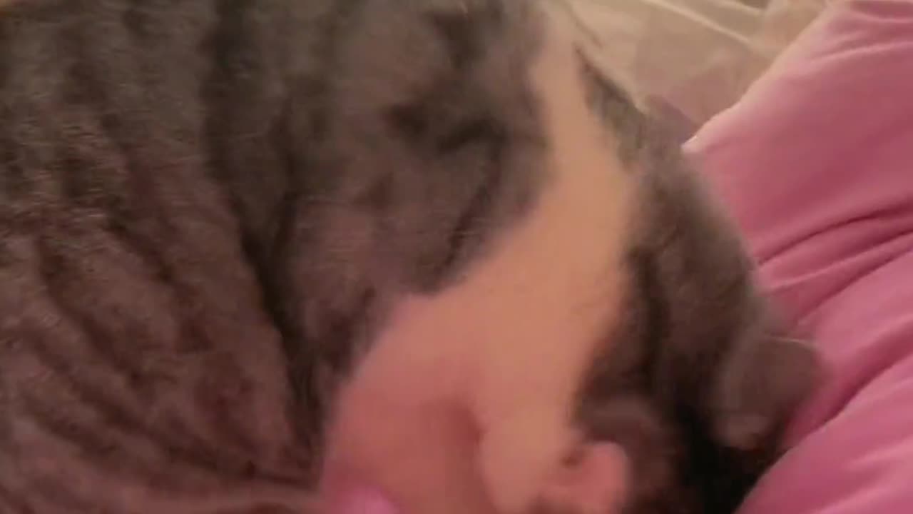 Funny cats videos