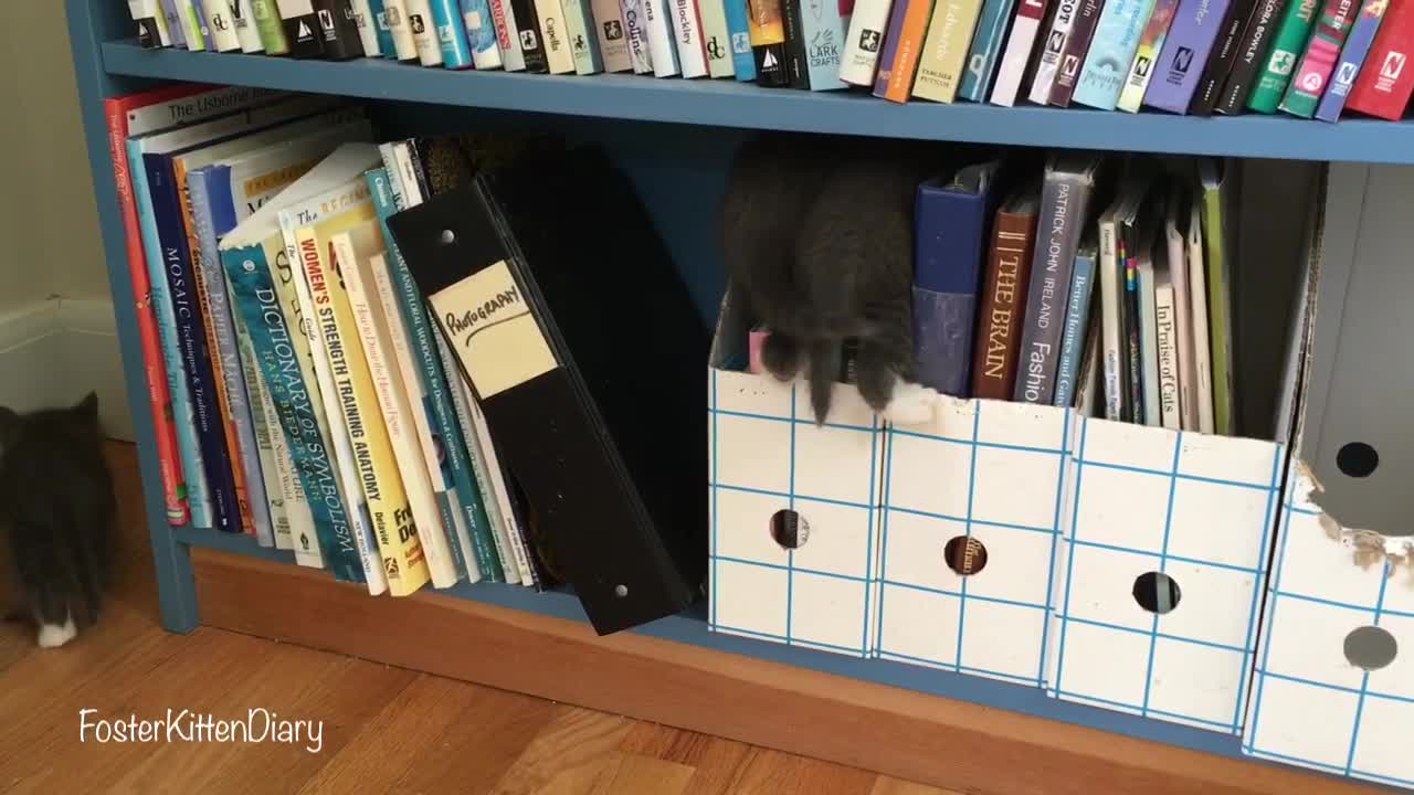 Eight foster kittens learn to explore