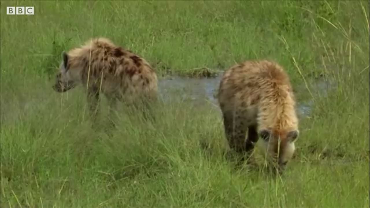 Hunting lioness