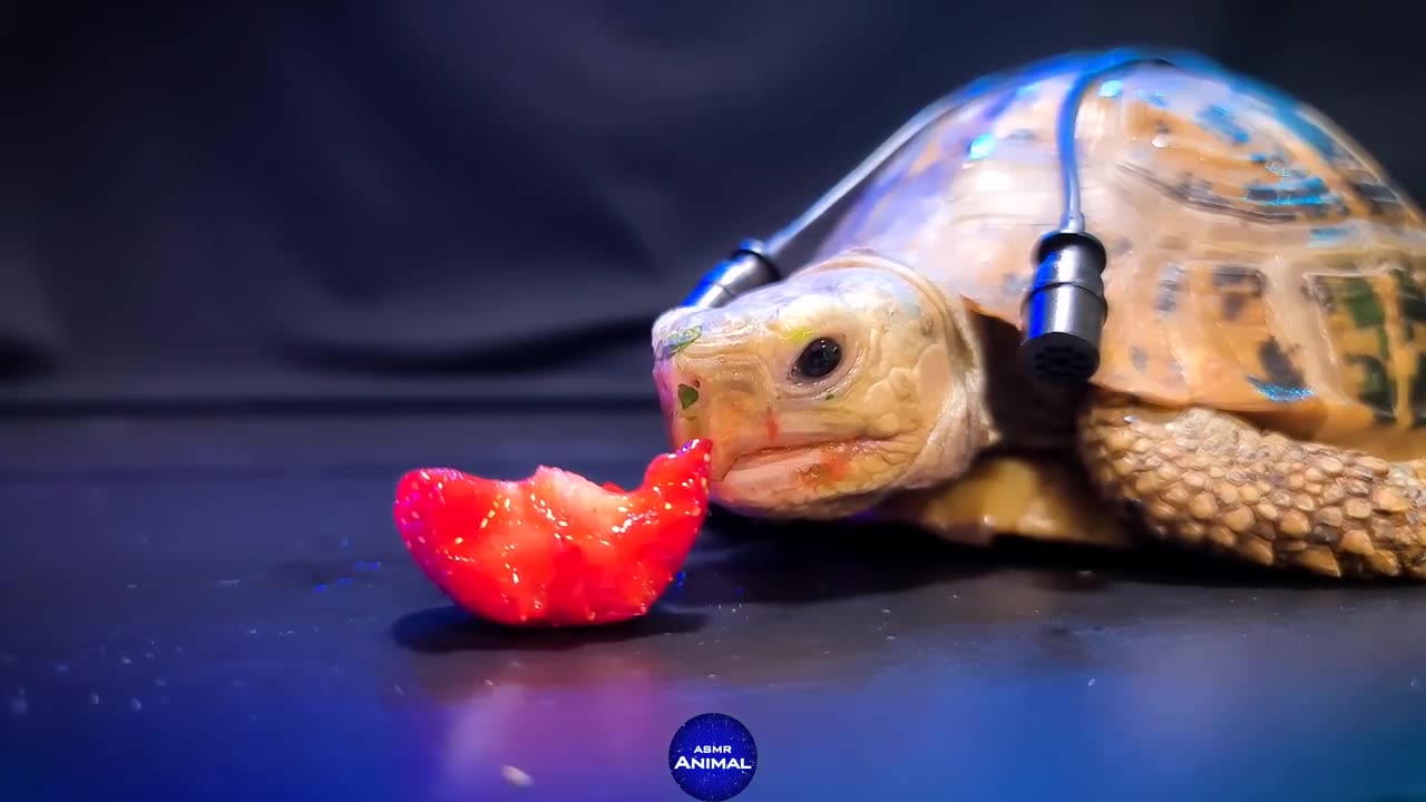 Turtle Tortoise eating strawberry..