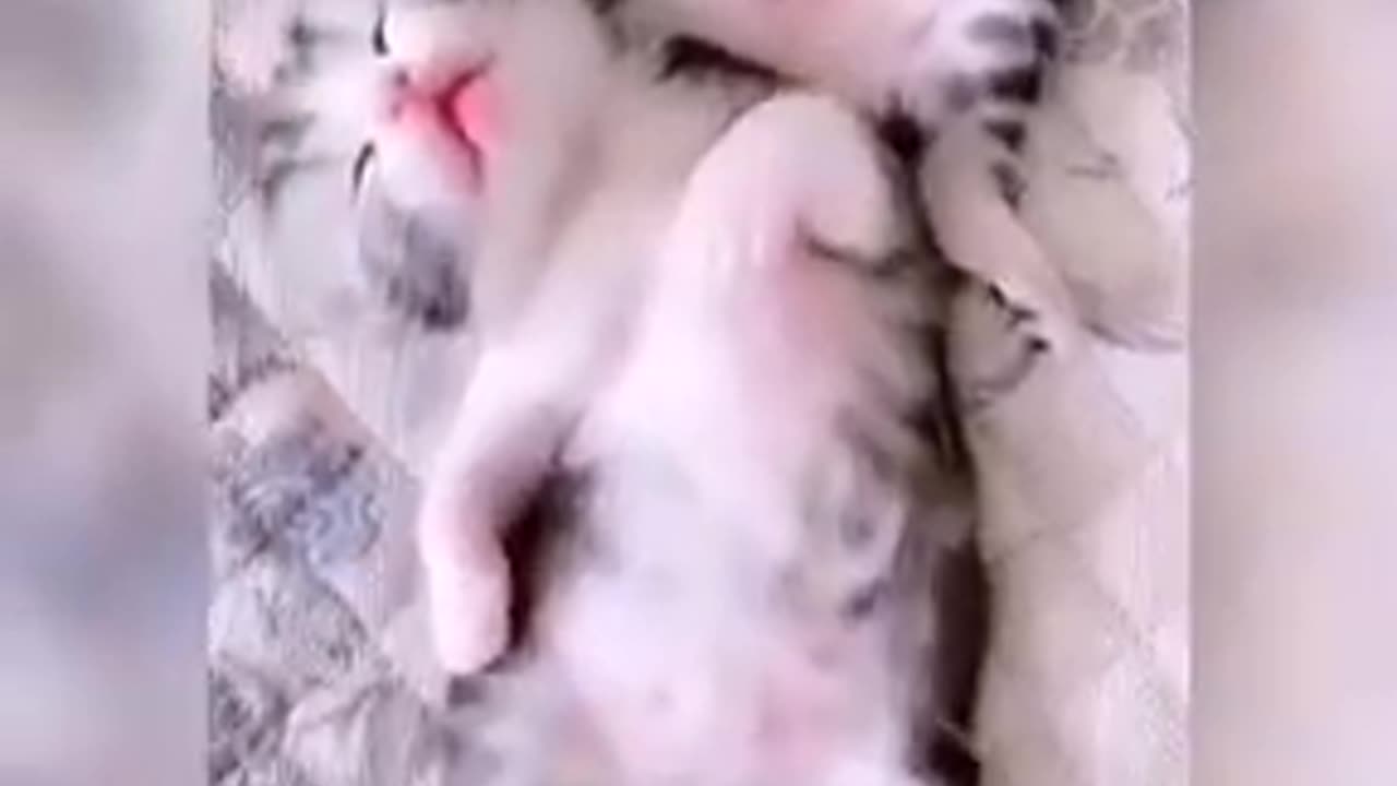 Baby Cats - Cute and Funny Cat Video Compilation