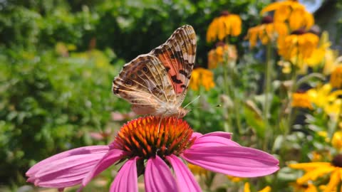 relax music nature BEAUTIFUL BUTTERFLIES ON FLOWERS ▶ Video 4K