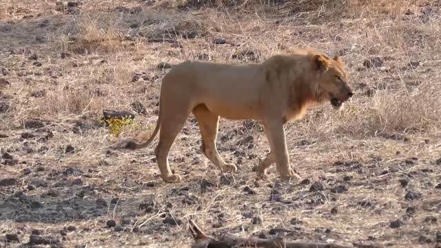 Lions in the wild