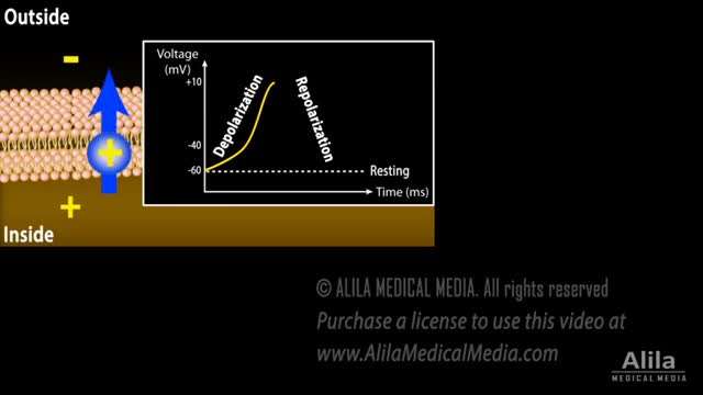 Correlation between Cardiac Action Potential and ECG, Animation