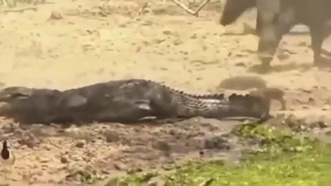 Hungry Jungle Animal video