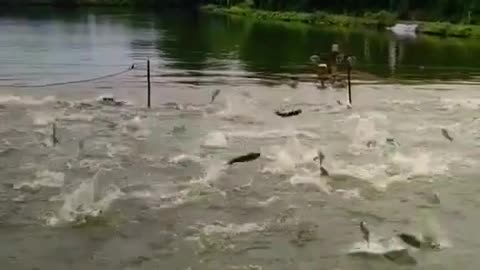OMG Amazing A lots of fishing videos