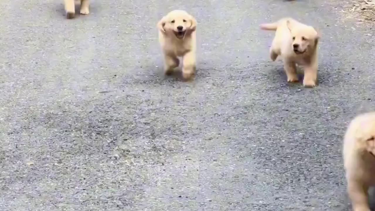 Pets