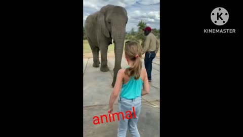 Animal funny video 🤣