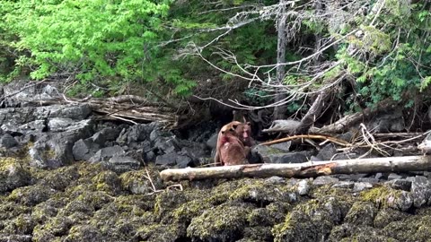 Bear Fight