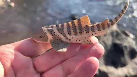 Sea Animals Collection Learn Animal Names with Toys #toysforkids