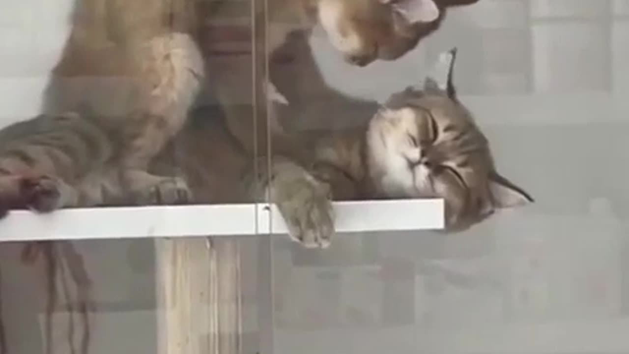 cat massage