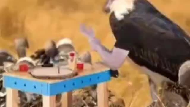 Funny birds 🦚🐦_birds acting like humans 😂, funniest animals,