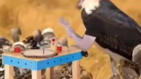 Funny birds 🦚🐦_birds acting like humans 😂, funniest animals,