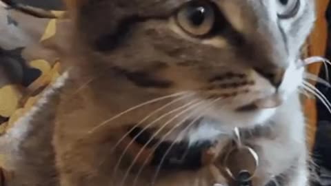 Cute Cat Gif