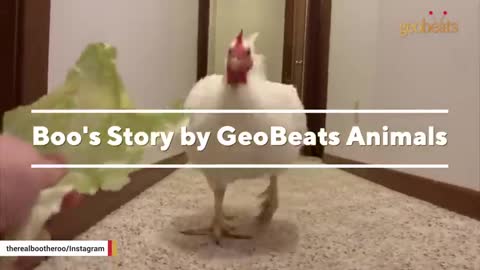 chicken raised for meat is convinced he's a dog