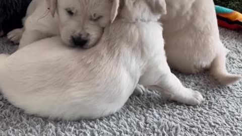 Puppies Playing