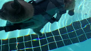 Sharkitty Enjoys Relaxing in Pool