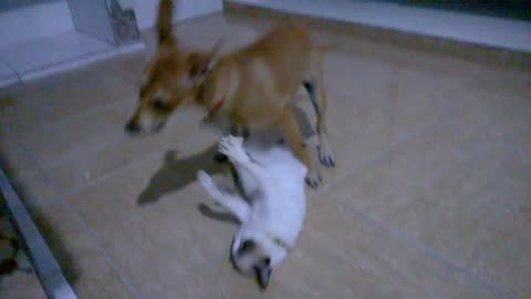 cat and dog playing