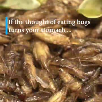 Shorts - Bugs In Our Food - Check Your Ingredients