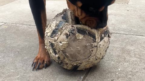 Dog playing football