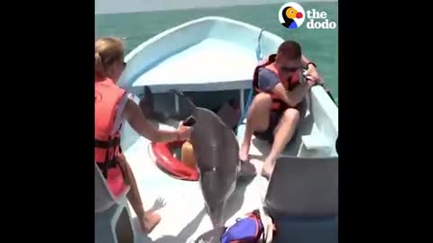 Dolphin JUMPS ON BOAT - The Dodo_Cut