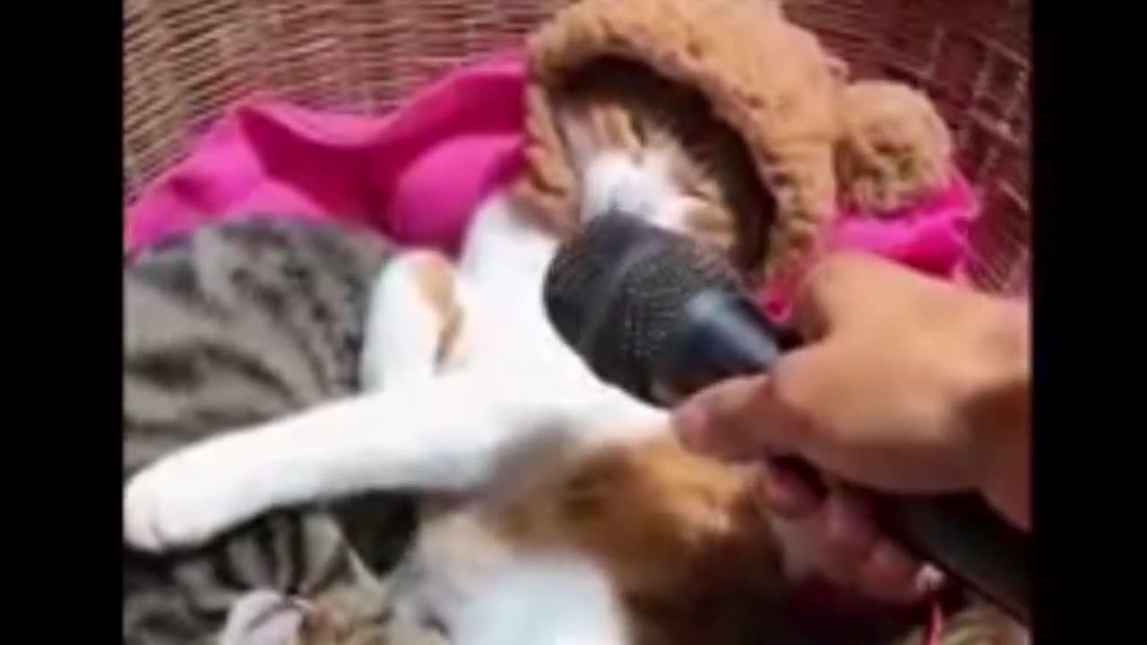 Cat and Dog funny video | Footage No Copyright | Funny animals - Funny animal videos 2023