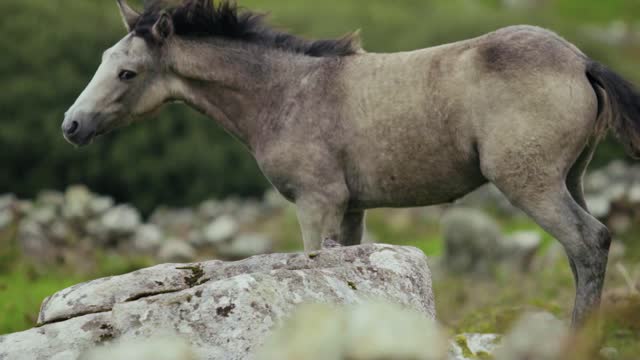 Horse Running