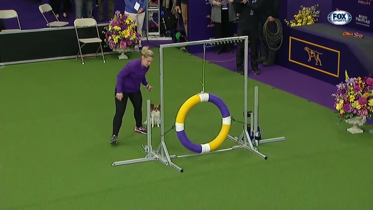 Check out the best of the 2019 WKC Masters Agility Championship | FOX SPORTS