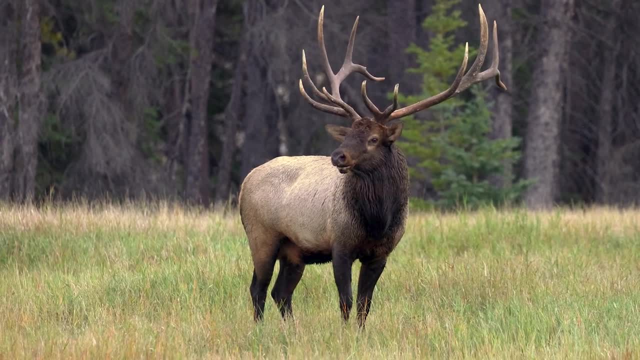 Bull Elk Bugle in the Canadian Rockies