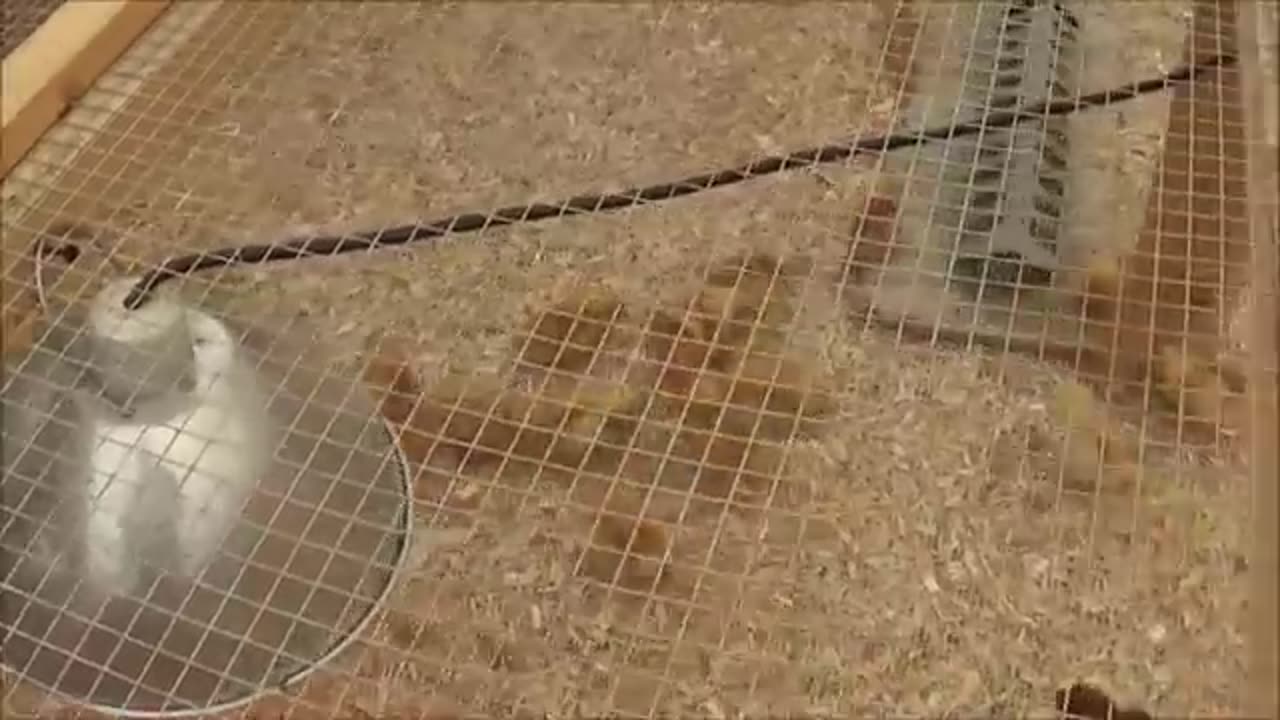 The_Baby_Chickens_Are_Here