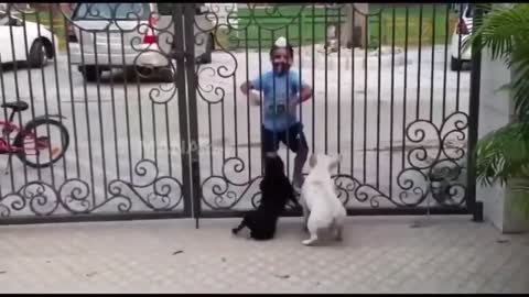 Punjabi kids impress to security dog funny video just watch