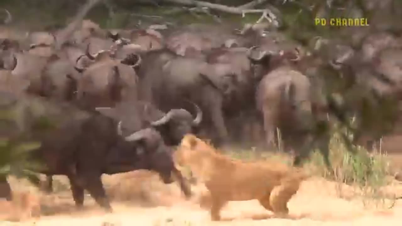 Lion fighting with various animals in forest.