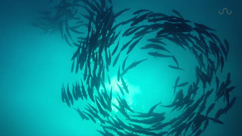TUNA TORNADO - Huge Swarm of Jack Fish Dwarf Scuba Diver