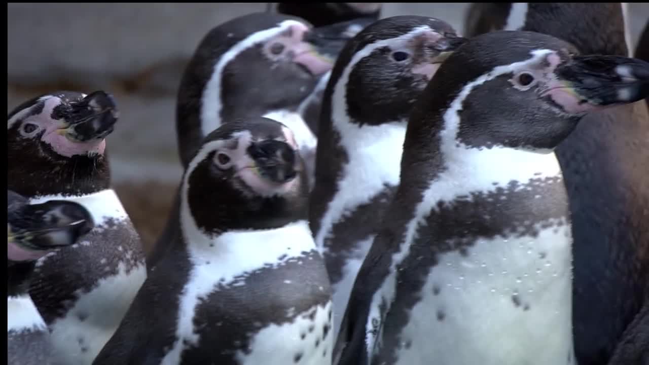 Beautiful birds sound