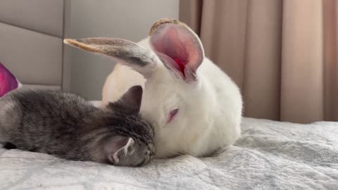 Kitten Sleeping with Rabbit [Cuteness Overload]