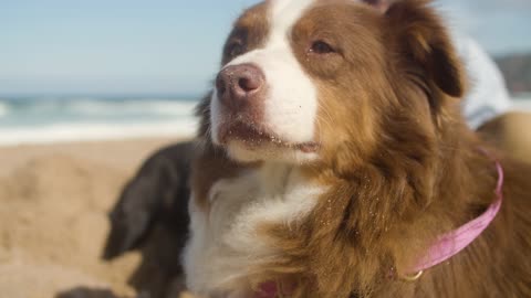 Close-up of a Dog's Face