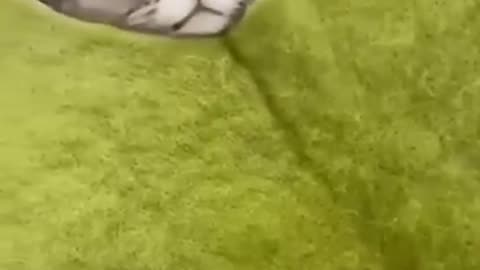Funny animals - Funny cats / dogs - Funny animal videos 32
