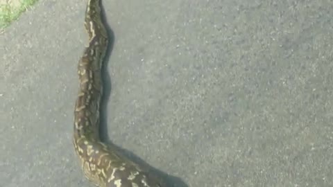 African rock python that swallowed impala