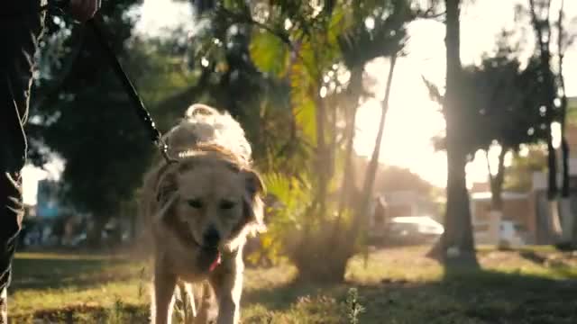 Cute little Dog playing in the park